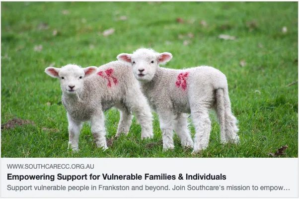 Two lambs standing on green grass.